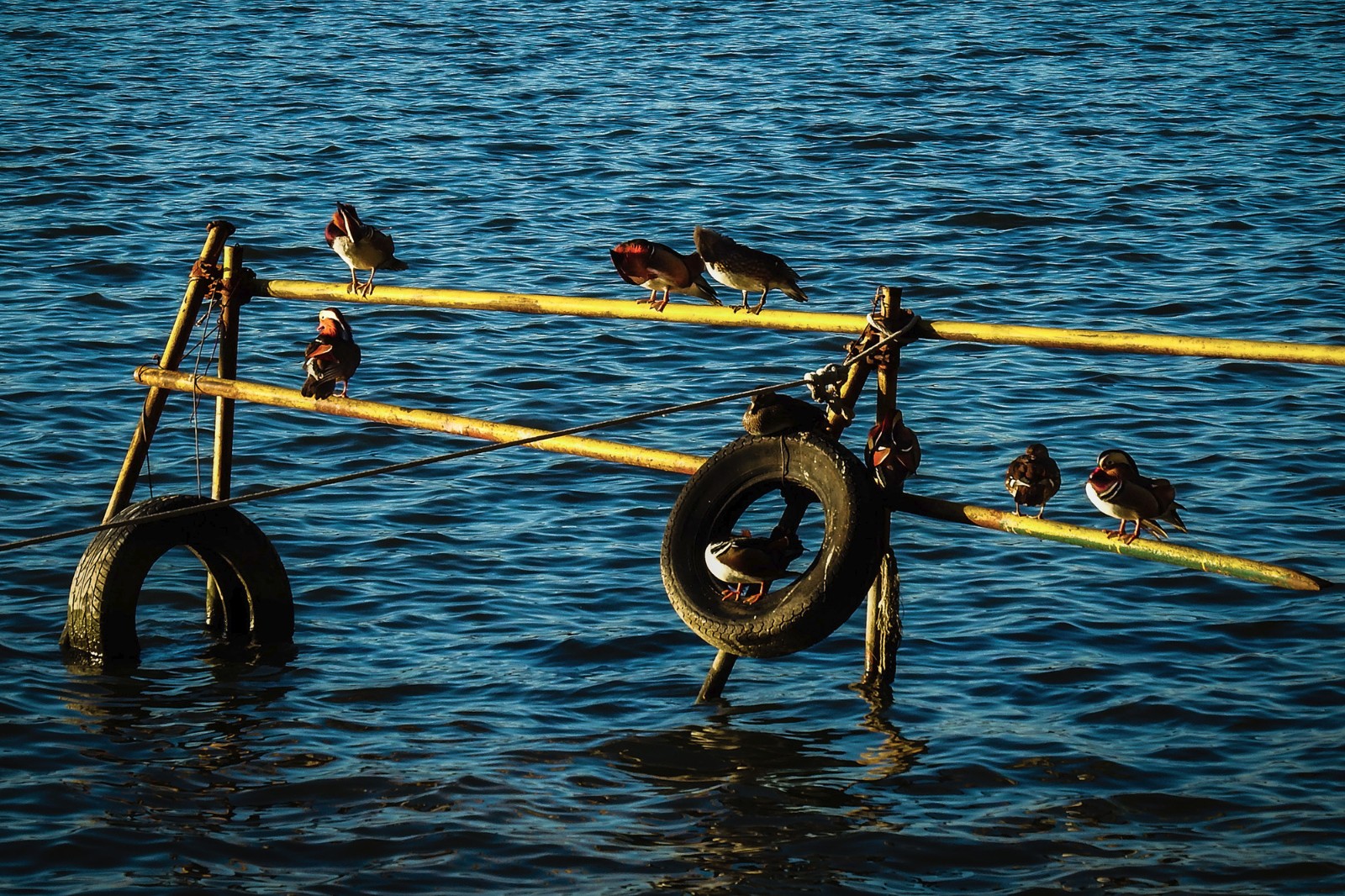 xcier什么意思-尊龙网页版